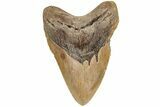 5.71" Fossil Megalodon Tooth - North Carolina - #200237-1